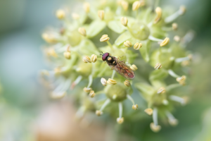 Glänzende Schwarzkopfschwebfliege, Melanostoma mellinum