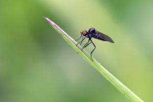 Buckelfliege, Callomyia speciosa