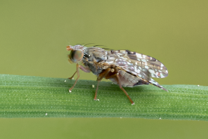 Pippau-Bohrfliege, Tephritis crepidis