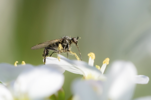 Empis tesselata, Tanzfliege