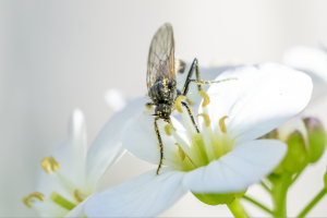 Empis tesselata, Tanzfliege