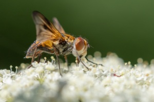 Ectophasia crassipennis, Breitflügelige Raupenfliege