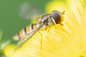 Hainschwebfliege, Episyrphus balteatus