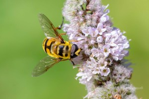 Myathropa florea, Totenkopfschwebfliege
