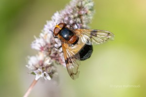 Gemeine Waldschwebfliege, Volucella pellucens