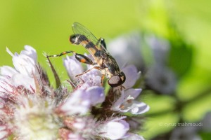 Syritta pipiens, Gemeine Keulenschwebfliege