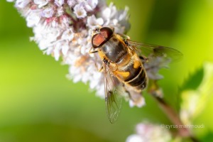 Eristalis tenax, Mistbiene