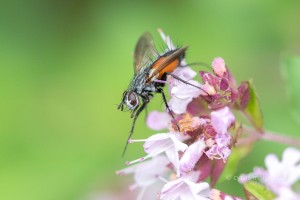 Rotgefleckte Raupenfliege, Eriothrix rufomaculata