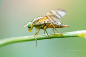 Bohrfliege, Urophora solstitialis