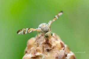 Urophora solstitialis, Bohrfliege