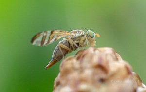 Urophora solstitialis, Bohrfliege