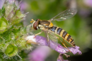 Sphaerophoria a, Gemeine Langbauchschwebfliege