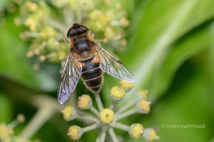 Gemeine Keilfleckschwebfliege, Eristalis pertinax,