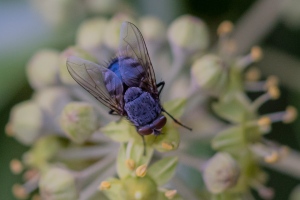 Schmeißfliege, Bellardia bayeri