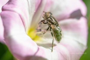 Glänzende Faulschlammschwebfliege, Eristalinus aeneus