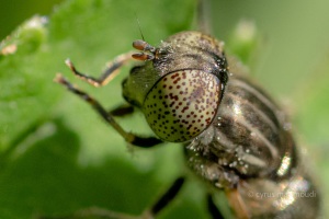 Glänzende Faulschlammschwebfliege, Eristalinus aeneus