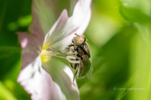 Glänzende Faulschlammschwebfliege, Eristalinus aeneus