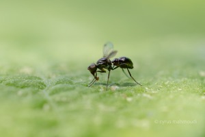 Sepsis violacea, Schwingfliege