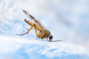Schwarzfüßige Schnepfenfliege, Rhagio vitripennis,
