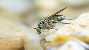 Grüne Langbeinfliege, Poecilobothrus nobilitatus