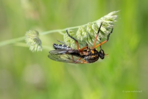 Molobratia teutonus, Kleine Wolfsfliege