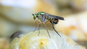 Grüne Langbeinfliege, Poecilobothrus nobilitatus