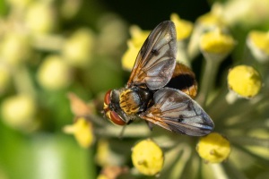 Ectophasia crassipennis, Breitflügelige Raupenfliege