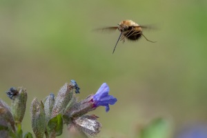 Gefleckter Wollschweber, Bombylius discolor