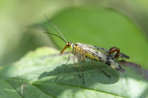 Gemeine Skorpionsfliege, Panorpa communis