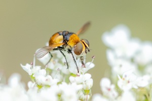 Cistogaster globosa, Raupenfliege