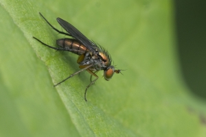 Dolichopodidae sp.