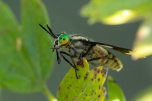 Goldaugenbremse, Chrysops relictus