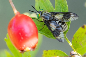 Goldaugenbremse, Chrysops relictus