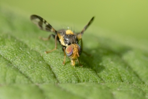 Kirschfruchtfliege, Rhagoletis cerasi