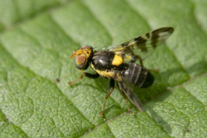 Kirschfruchtfliege, Rhagoletis cerasi