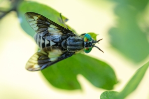 Goldaugenbremse, Chrysops relictus