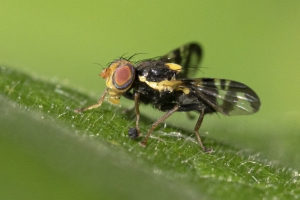 Kirschfruchtfliege, Rhagoletis cerasi