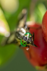 Goldaugenbremse, Chrysops relictus