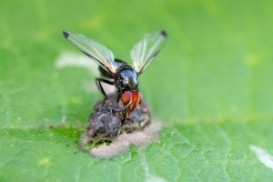 Sepsis violacea, Schwingfliege