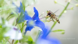 Epistrophella euchroma, Schwebfliege