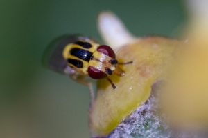 Halmfliege, Thaumatomyia notata