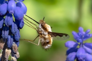 Großer Wollschweber, Bombylius major