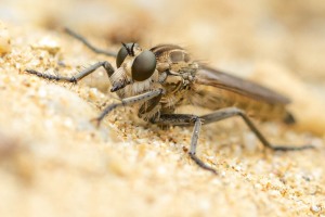 Gemeine Raubfliege, Tolmerus atricapillus