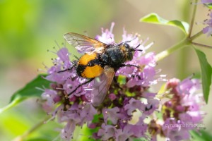 Igelfliege, Tachina ssp.