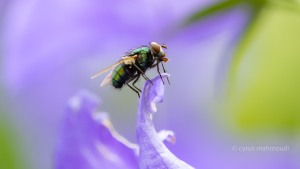 Lucilia sericata, Goldfliege