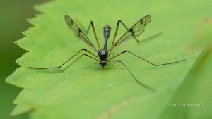 Schnake, Dictenidia bimaculata