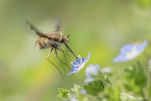 Großer Wollschweber, Bombylius major