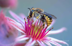 Anthidium manicatum, Garten - Wollbiene