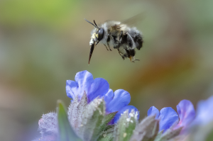 Frühlings - Pelzbiene, Anthophora plumipes