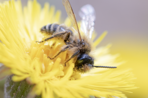 Bärtige Sandbiene, Andrena barbilabris